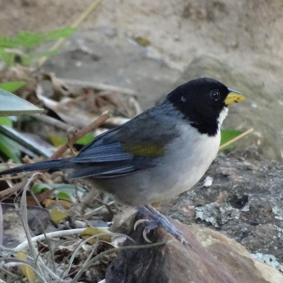 בריצ'ארה El Paraiso Posada Finca San Vicente מראה חיצוני תמונה